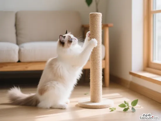 猫咪抓沙发是在说“我爱你”？揭秘喵星人的甜蜜小动作！