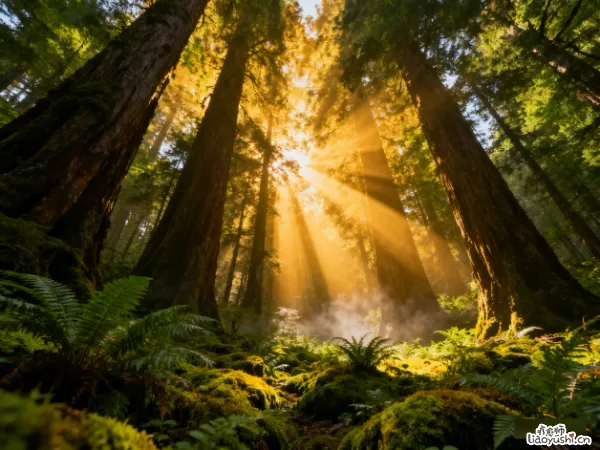 森林疗愈的神奇力量：科学家证实的免费健康秘方