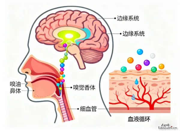 精油芳香疗法的作用途径：嗅到香气的瞬间，身体里发生了什么？