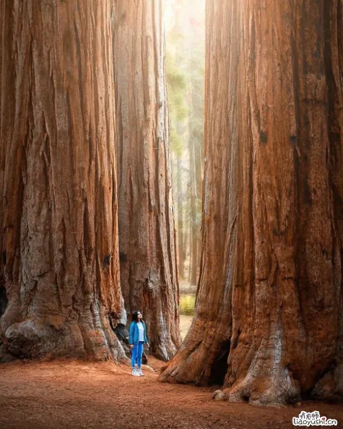 一个简单的大树冥想，希望能帮助你放松疗愈