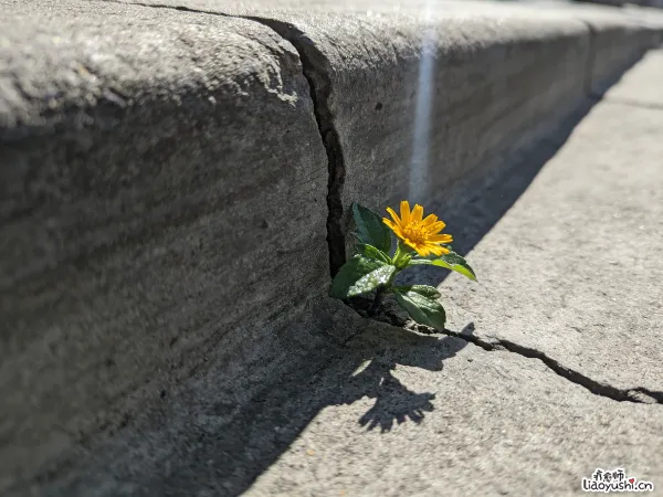 你不是父母生命的续集，你是全新故事的开篇